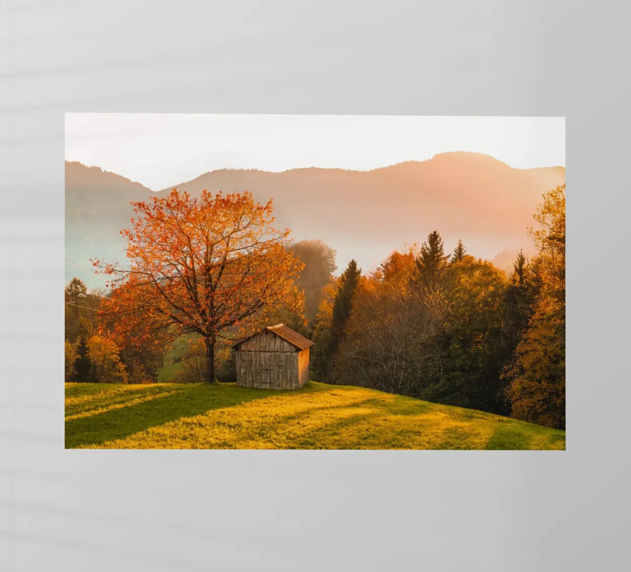 Albero d'autunno in Svizzera pellicola backlit da Marcel Bisig