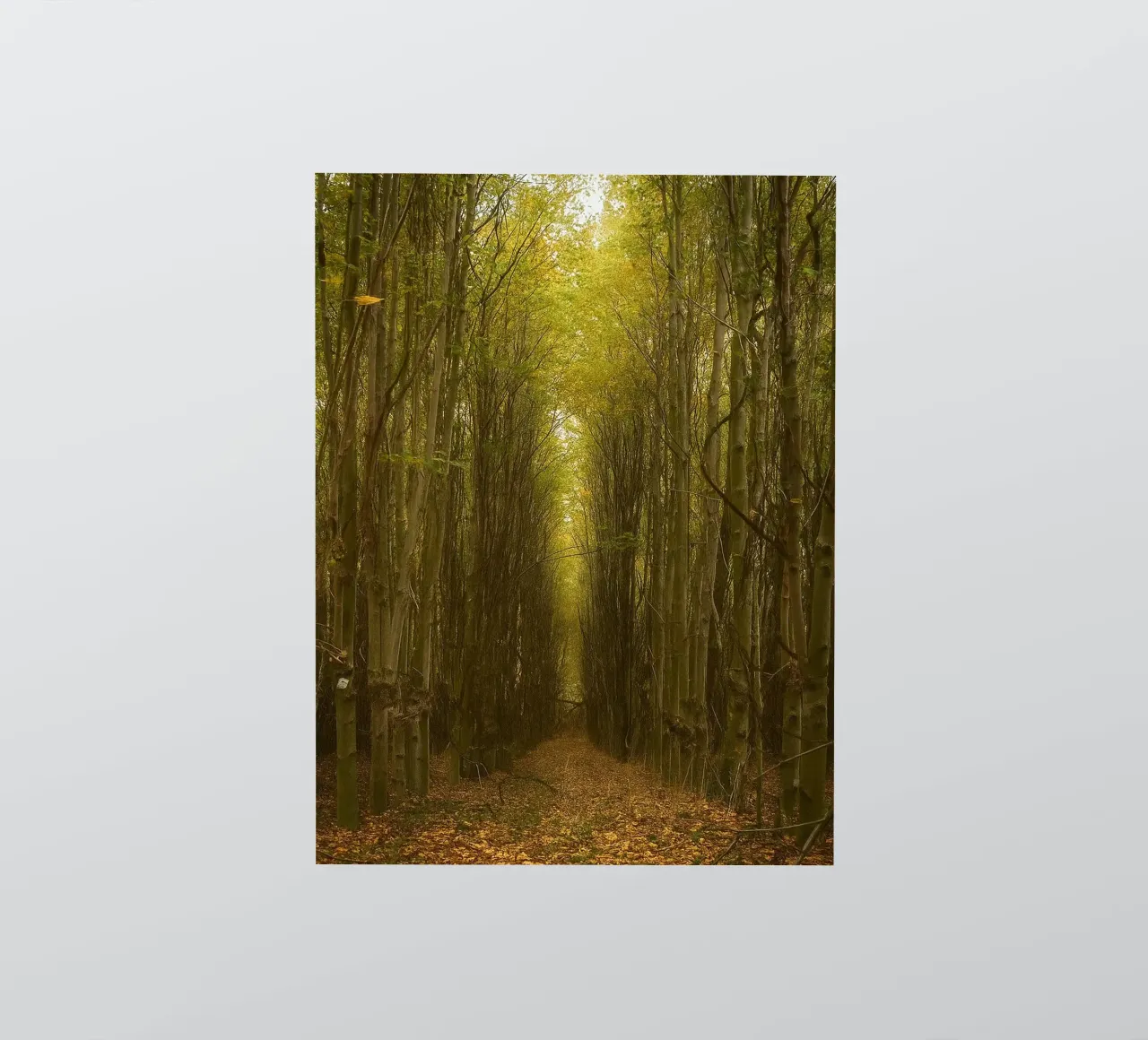 path road at the forest sticker by Klapadoa