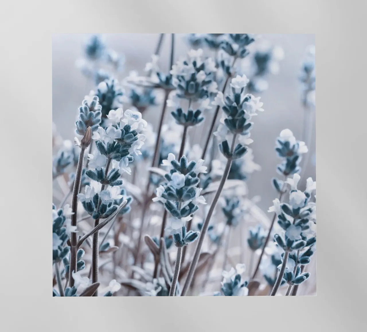 Lavanda pellicola backlit da Atteloi