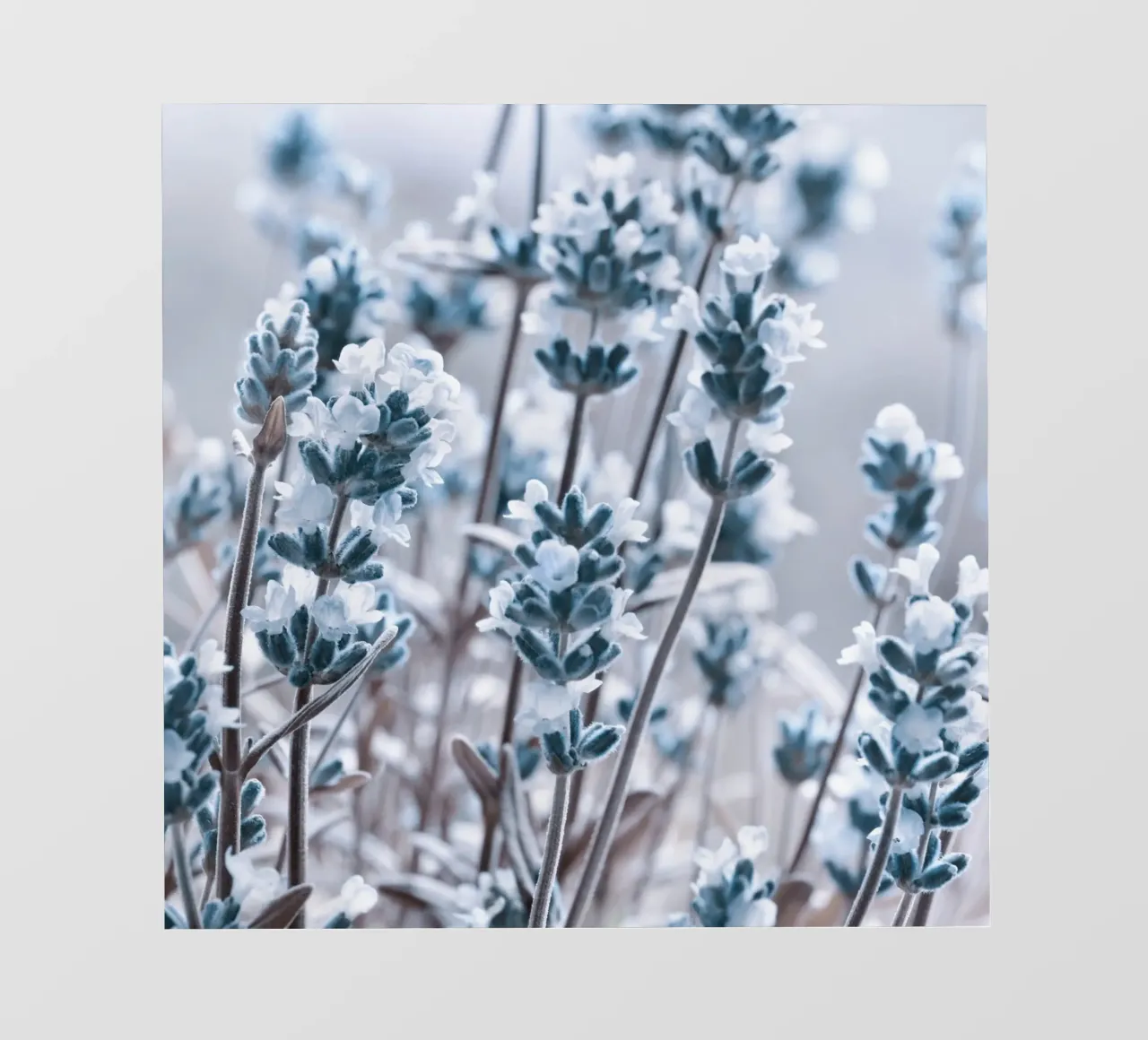 Lavanda pellicola backlit da Atteloi