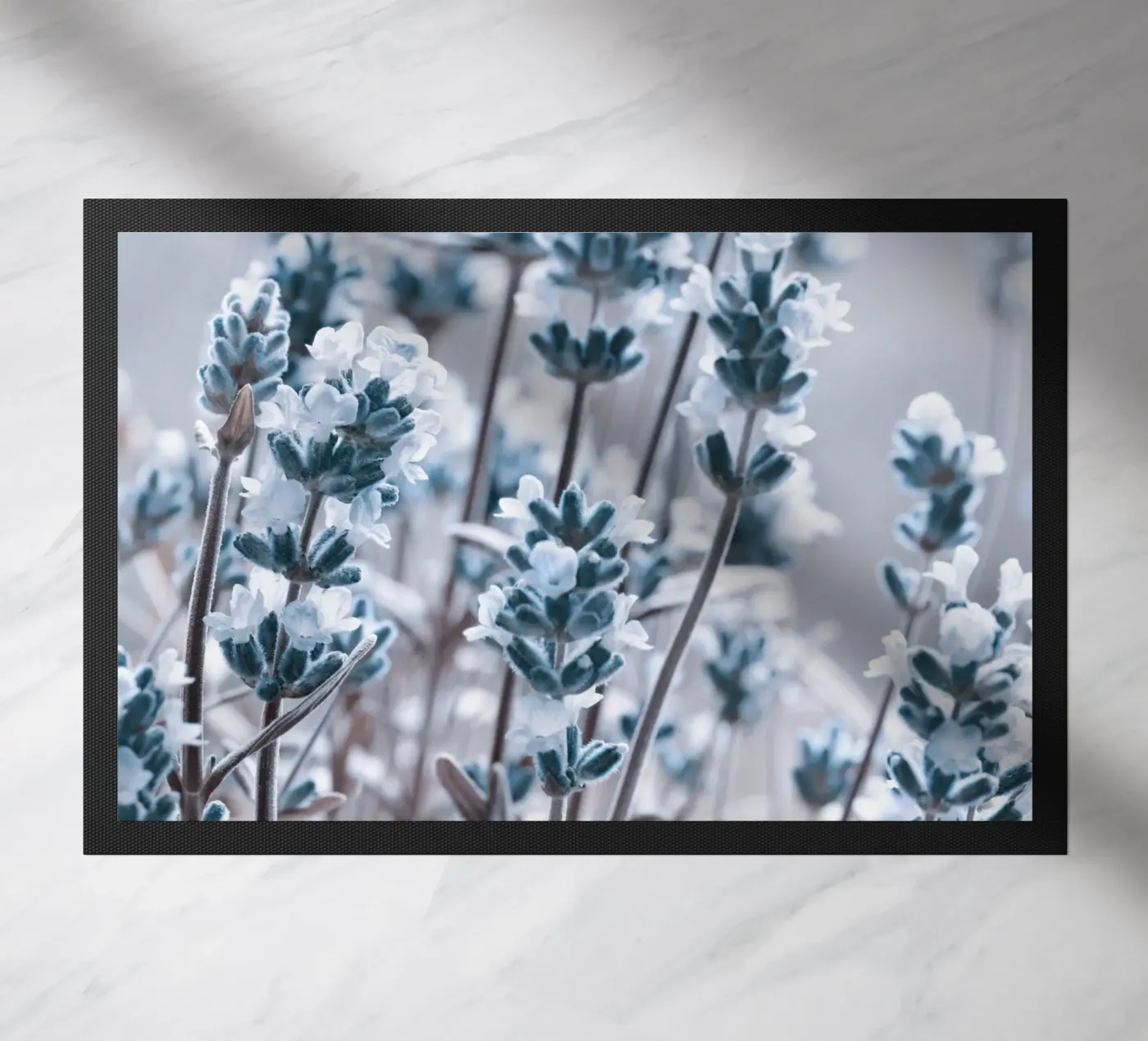 Lavanda zerbino da Atteloi Fotografie