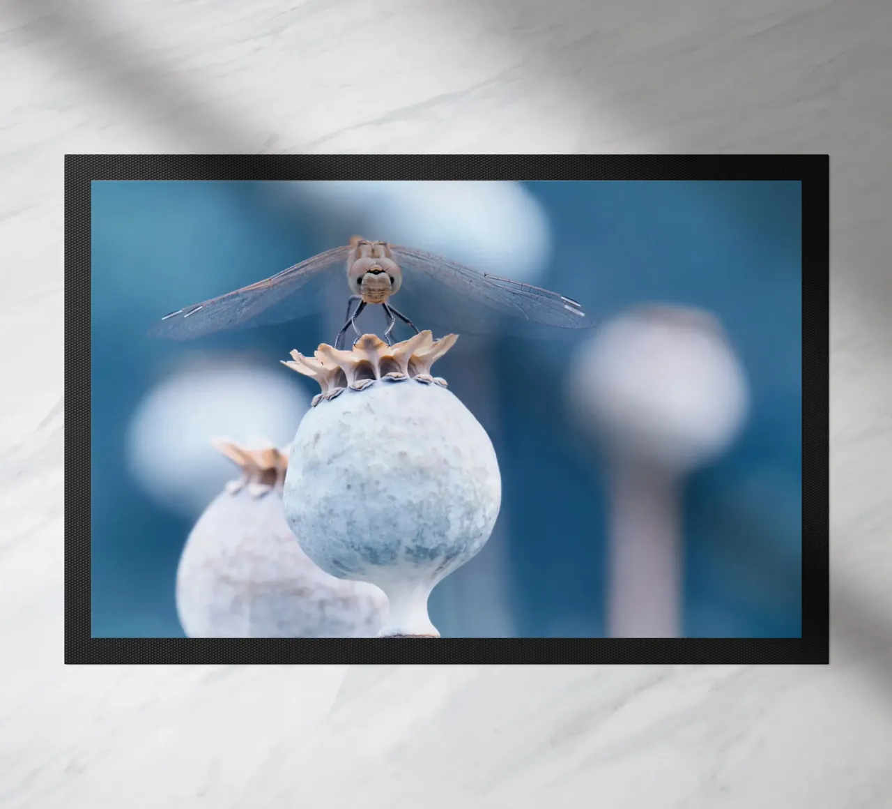 Libellula zerbino da Atteloi