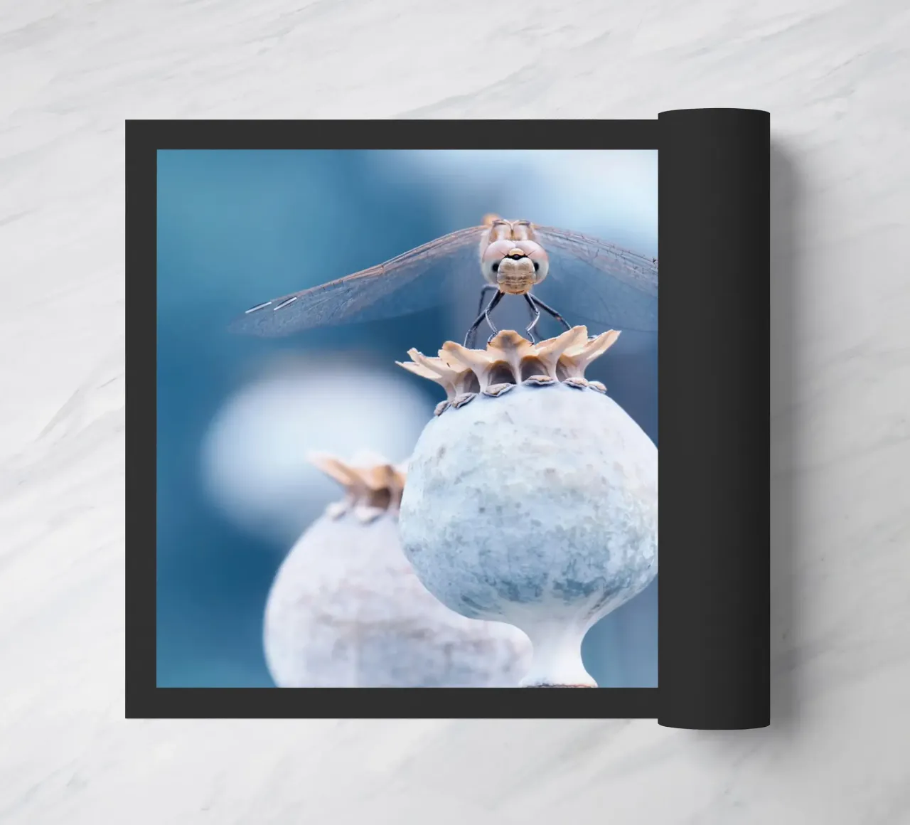 Libellula zerbino da Atteloi