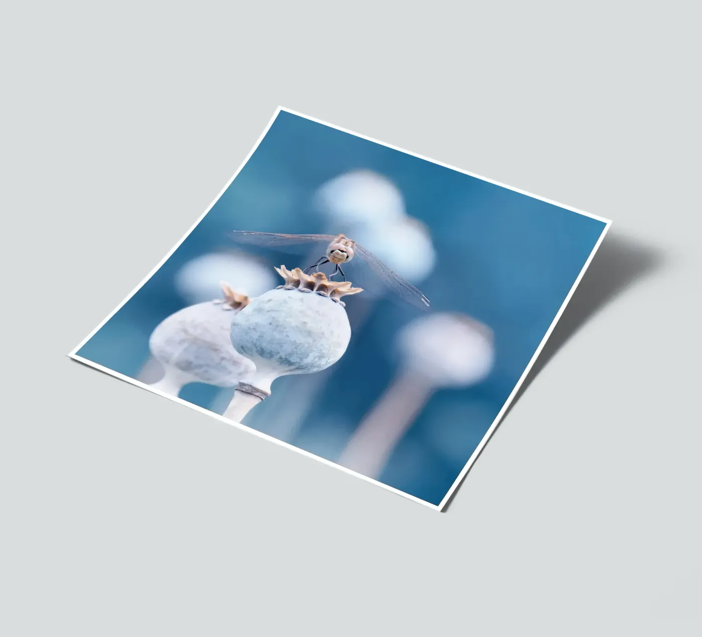 Libelle stickervel van Atteloi