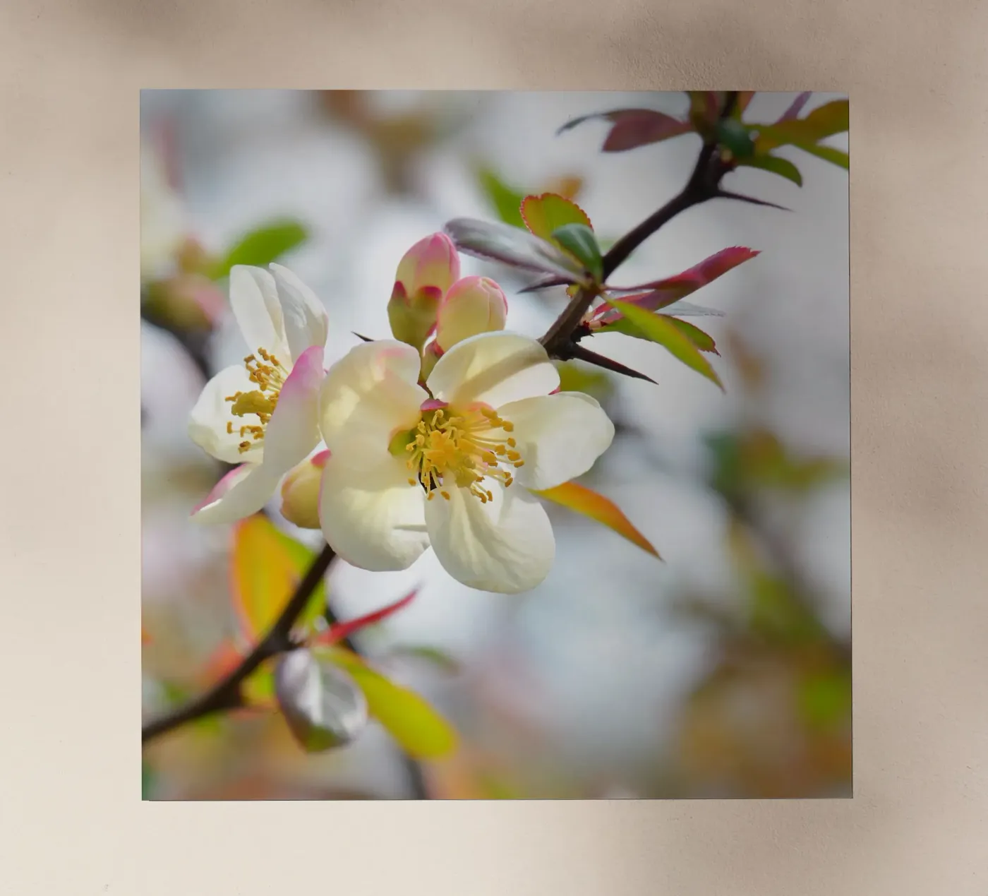 Spring backlit folie van Atteloi