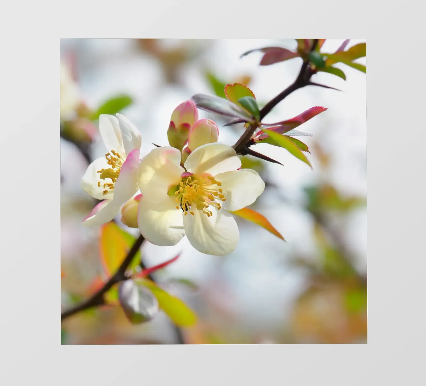 Spring Fototapete von Atteloi