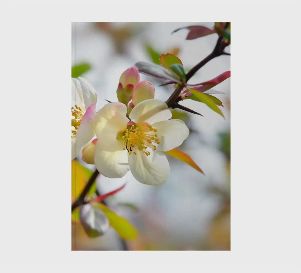 Spring notebook by Atteloi