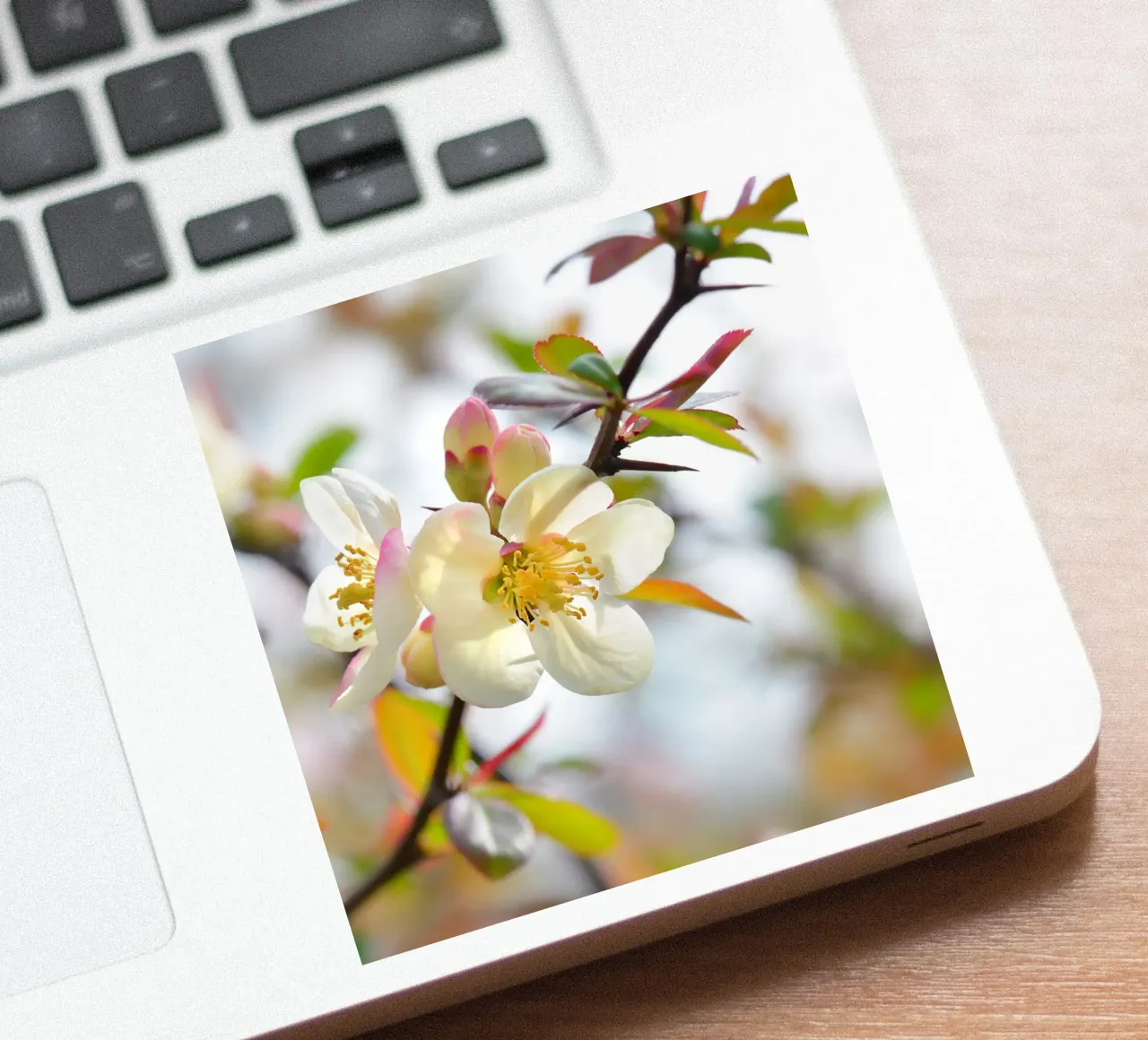 Spring sticker by Atteloi