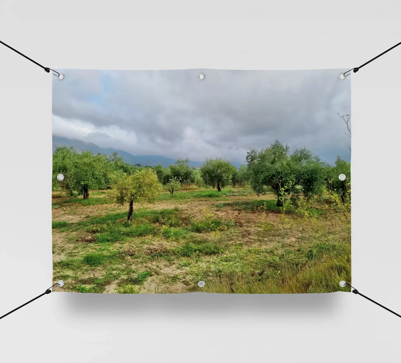 Alberi di ulivo telo in pvc da dava