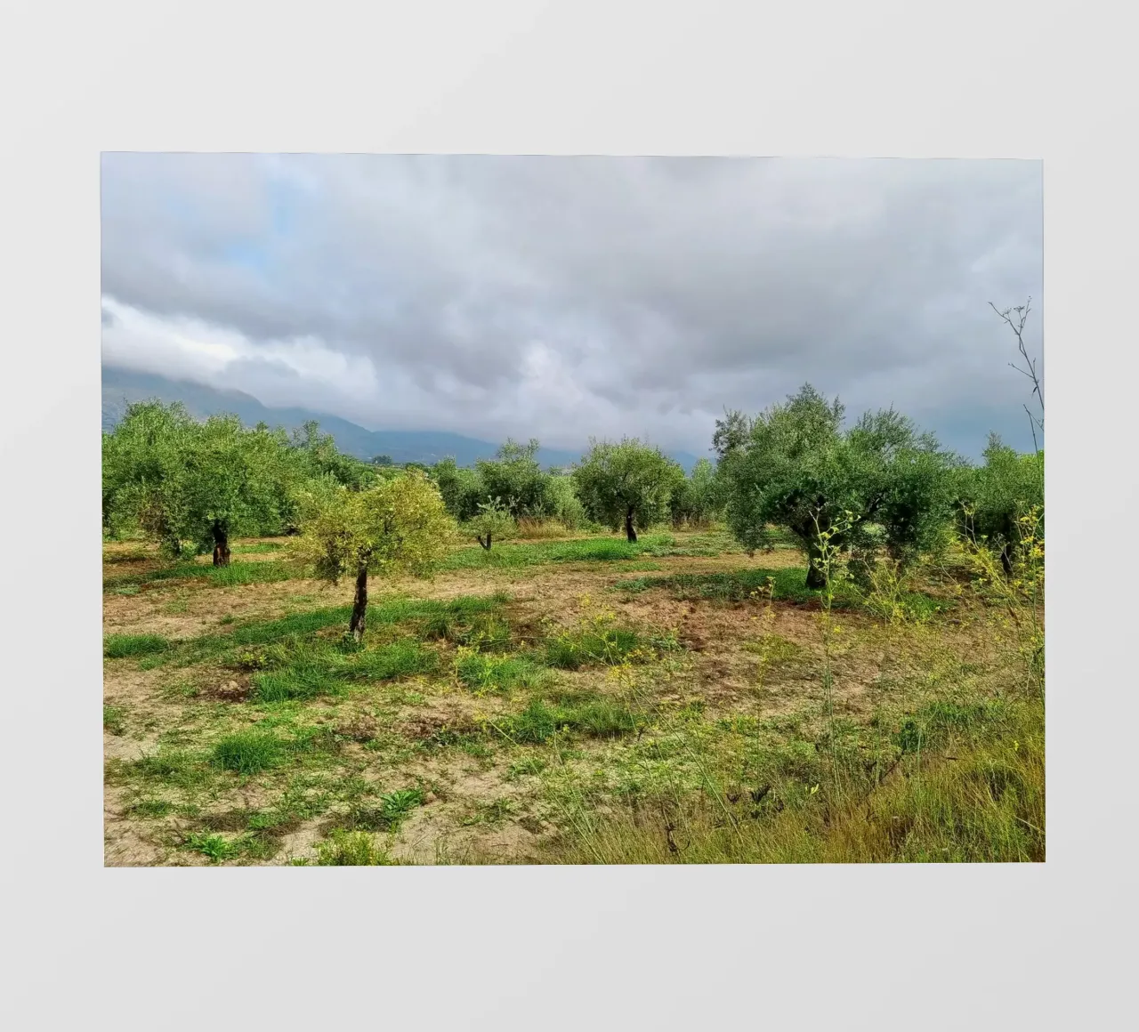 Alberi di ulivo telo in pvc da dava