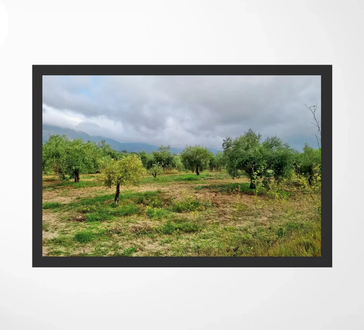 Olive trees doormat by dava