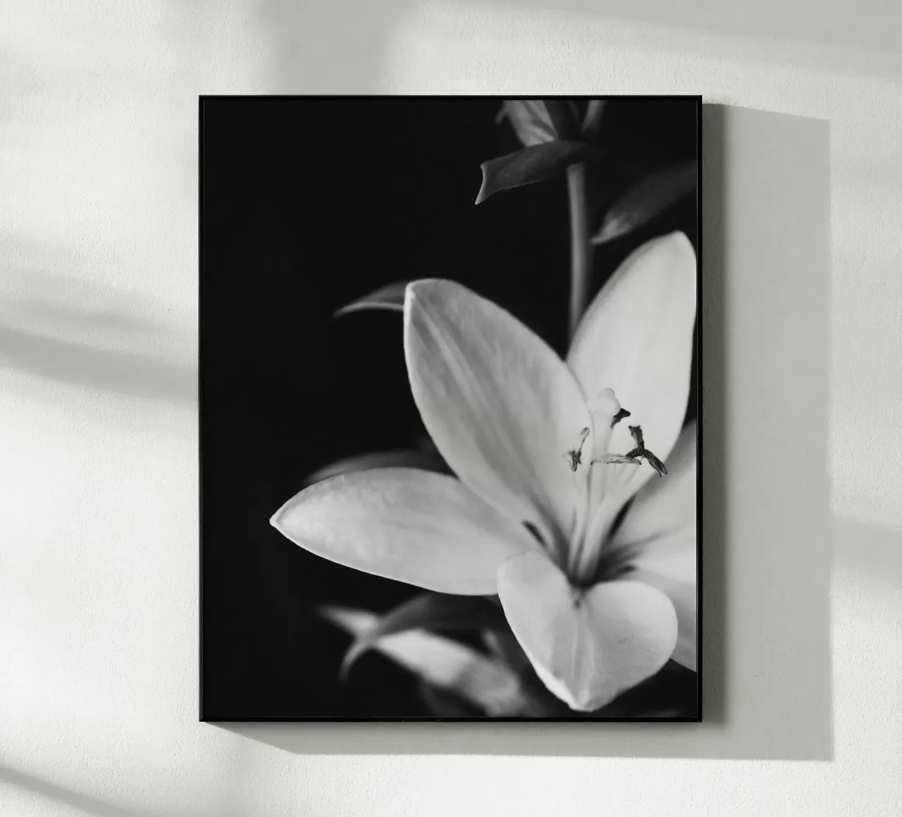 ORCHID plexiglass da BAWA