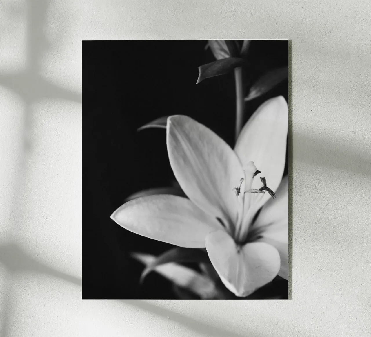 ORCHID plexiglass da BAWA