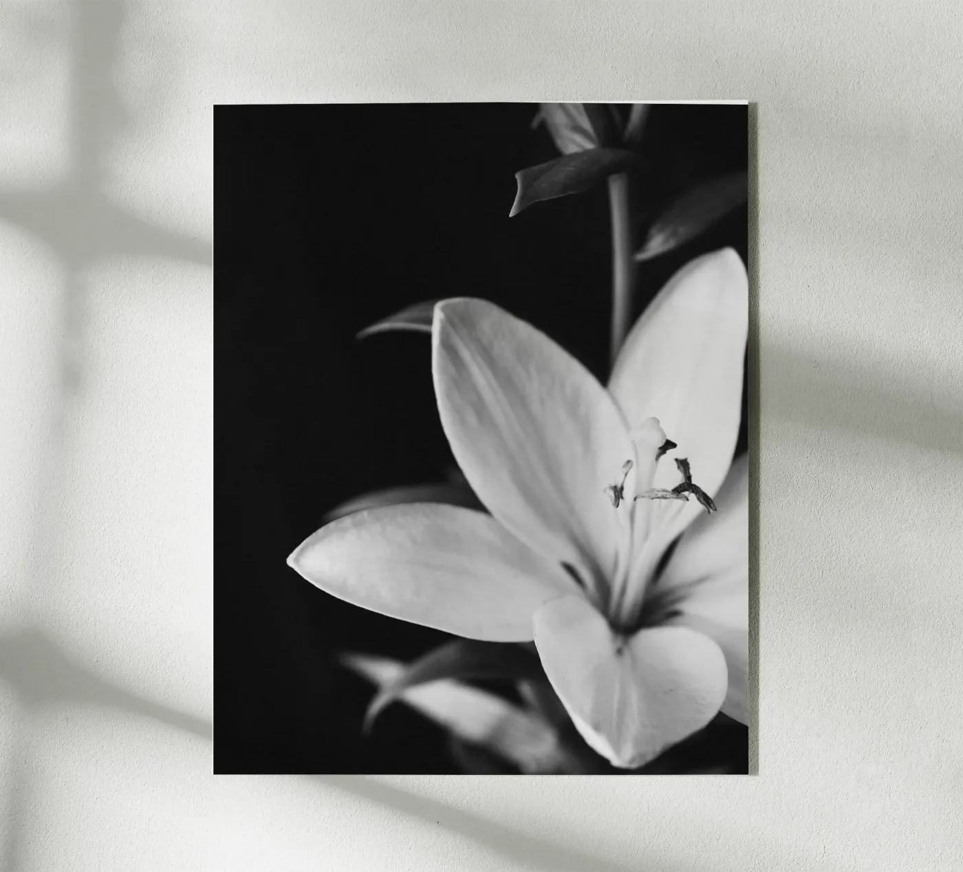 ORCHID plexiglass da BAWA
