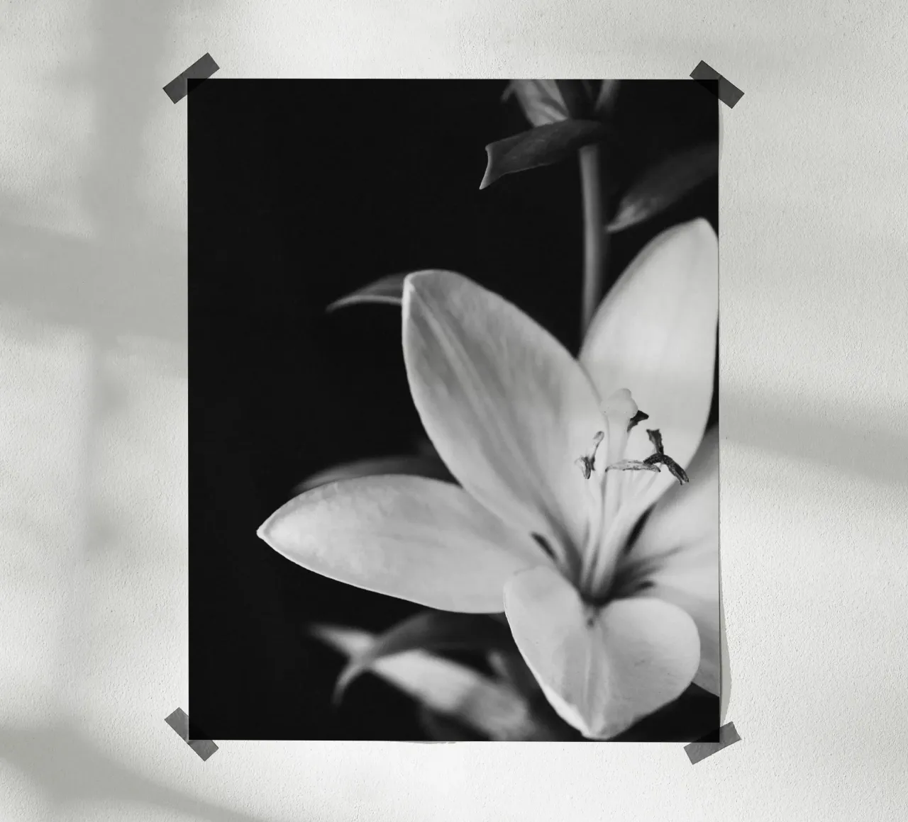 ORCHID poster da BAWA