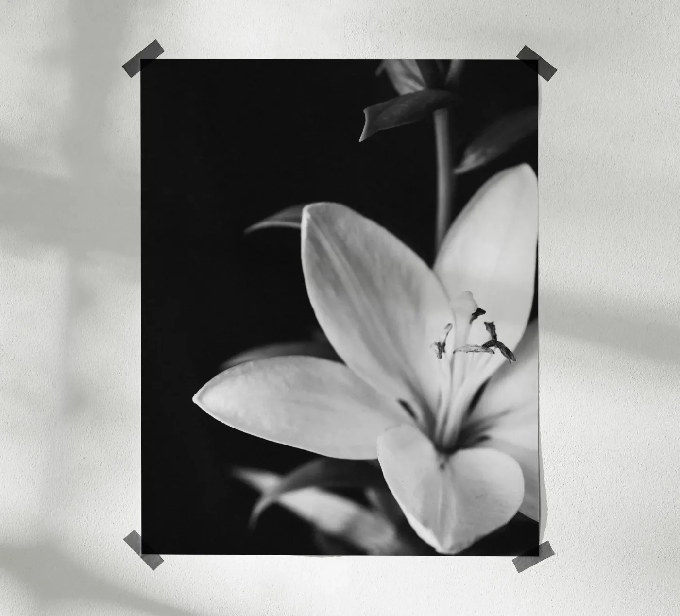 ORCHID poster da BAWA