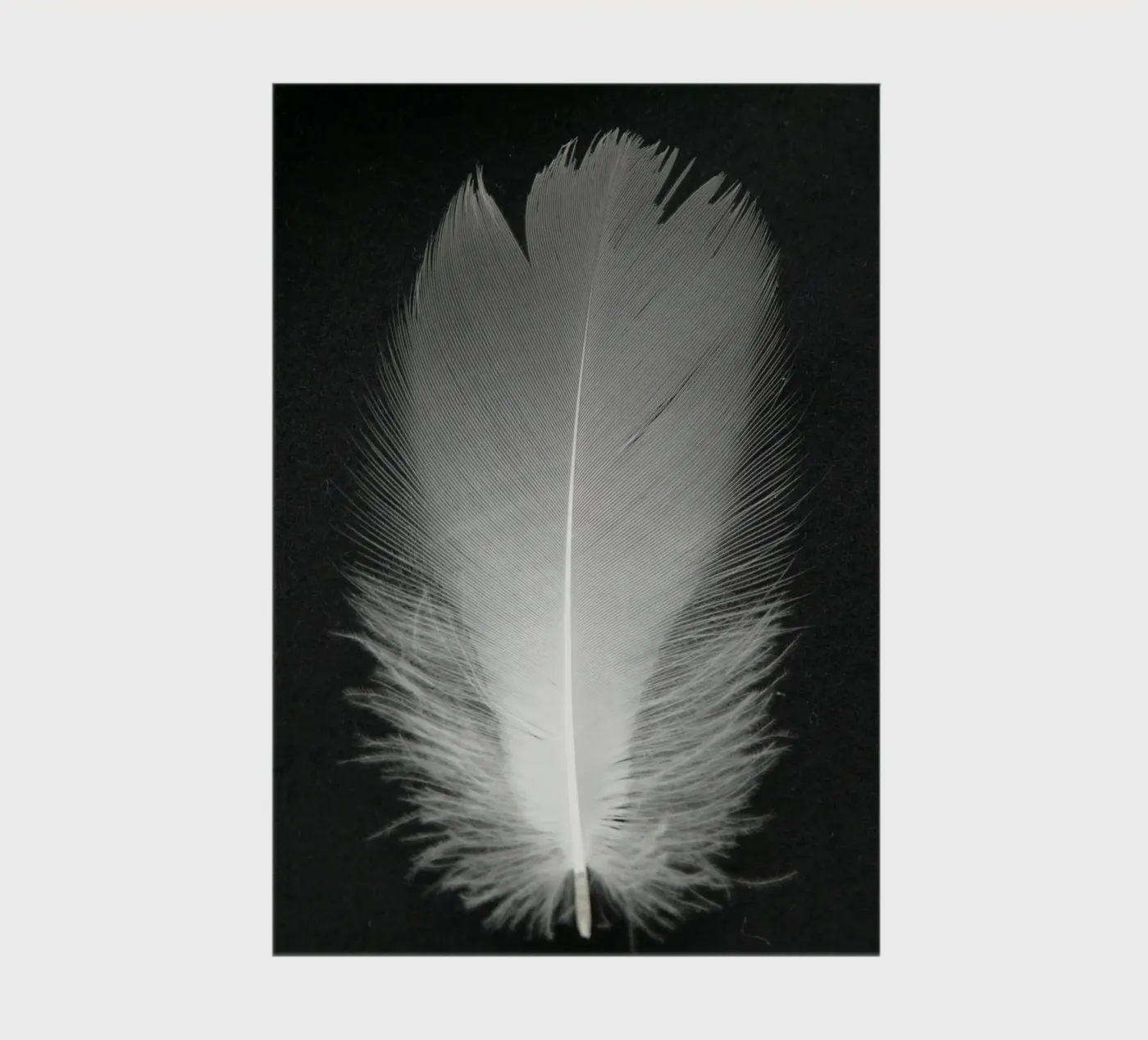 FEDER notebook by BAWA