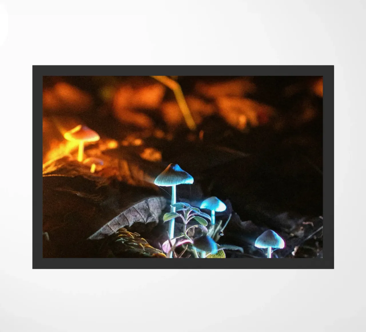 Mushroom zerbino da lesuki