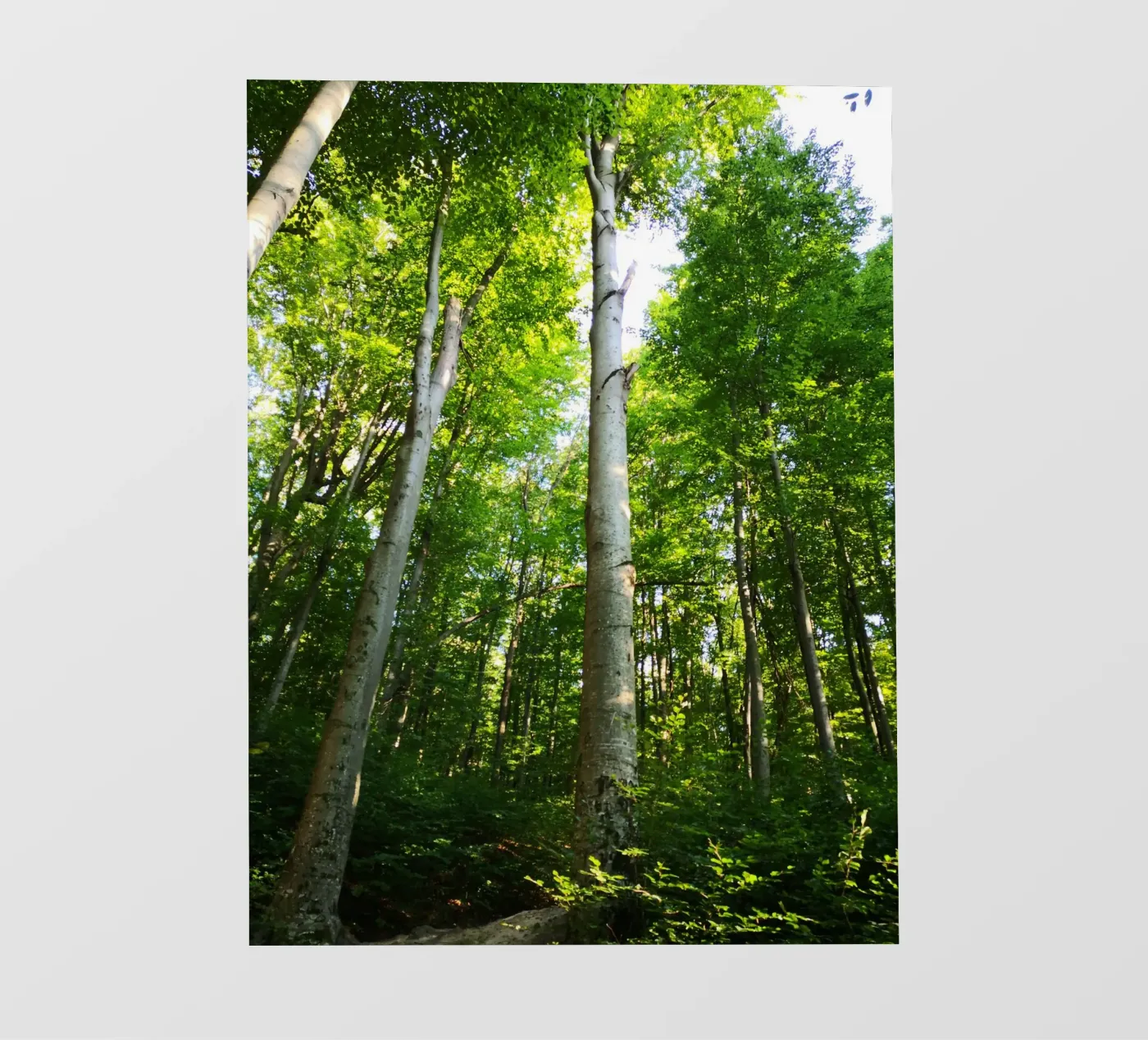 Moldovan forest fotobehang van gtobonart