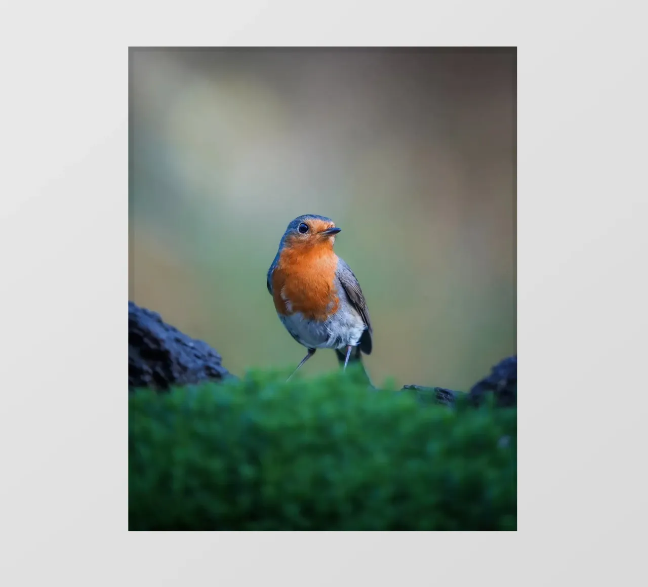 Robin fotobehang van Tom's Wildlife