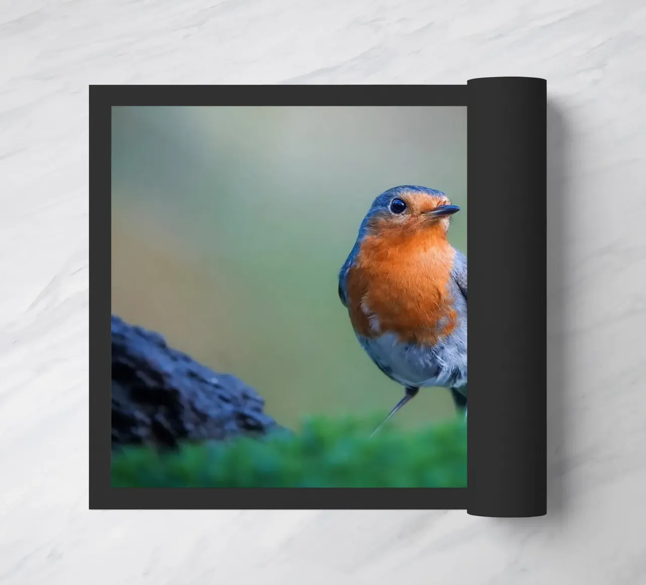 Robin zerbino da Tom's Wildlife