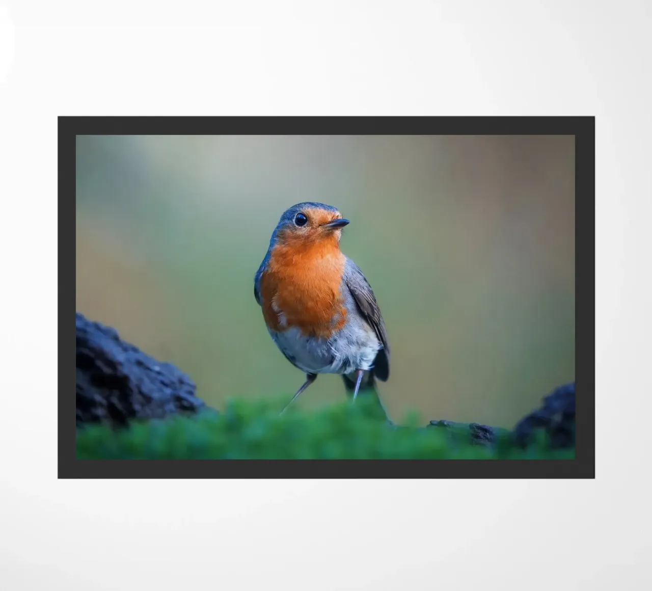 Robin deurmat van Tom's Wildlife