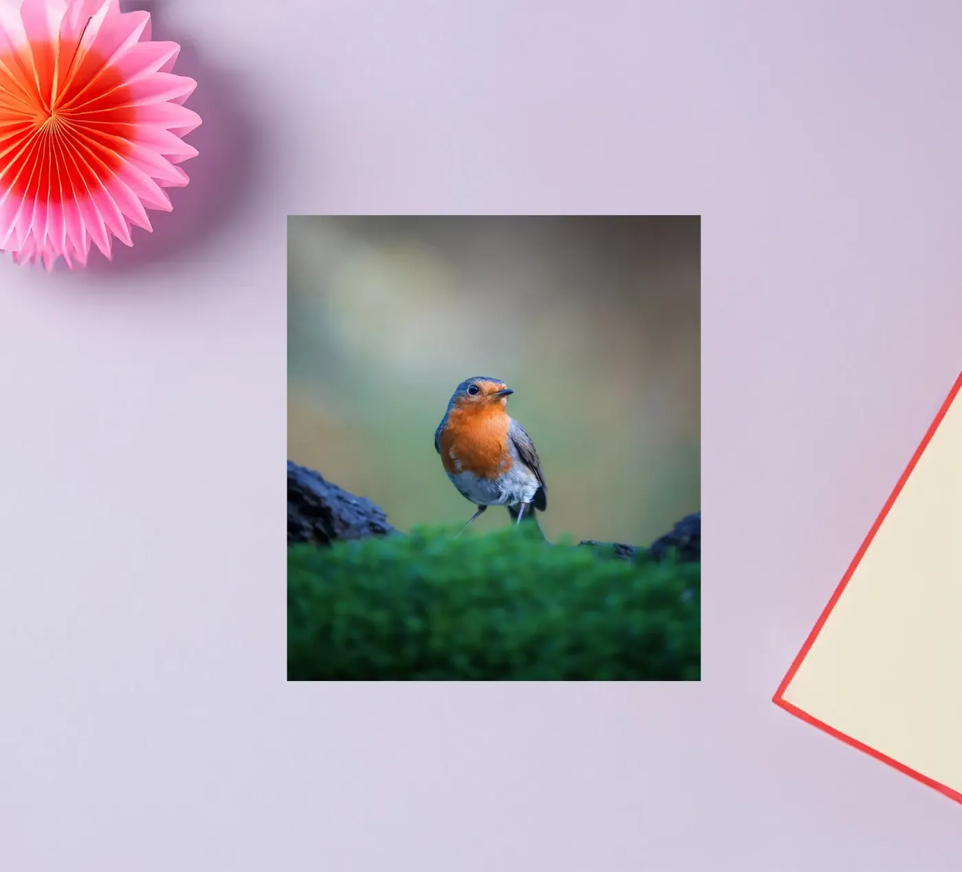 Robin sticker van Tom's Wildlife