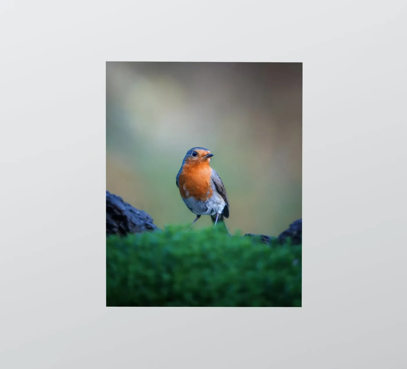 Robin sticker van Tom's Wildlife