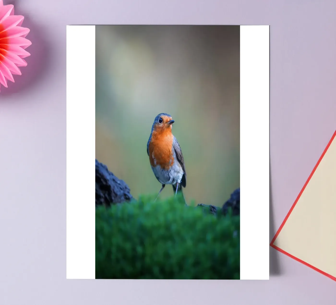 Robin sticker sheet by Tom's Wildlife