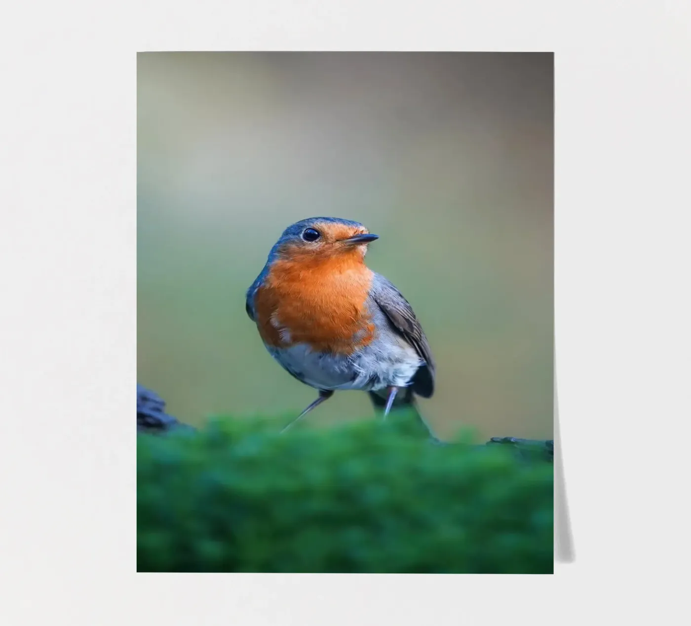 Robin sticker sheet by Tom's Wildlife