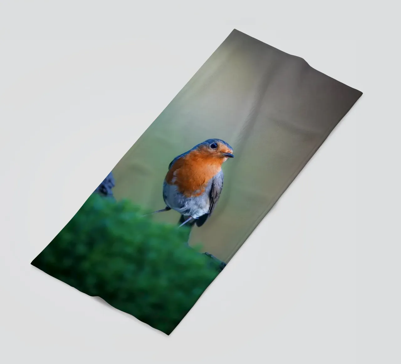 Robin telo mare da Tom's Wildlife