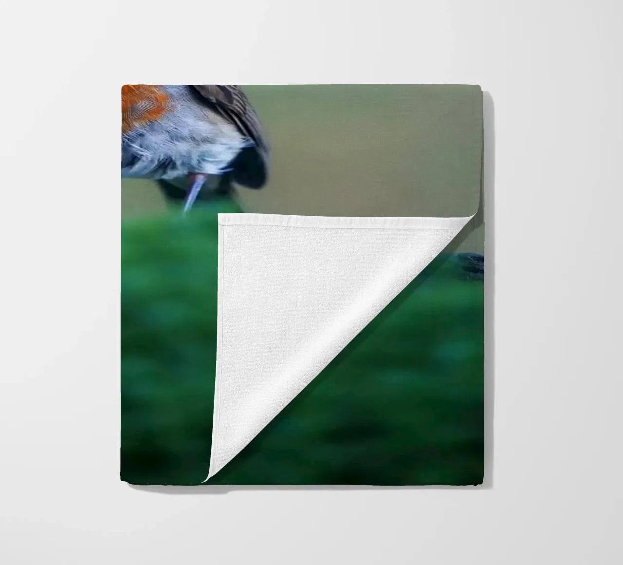 Robin telo mare da Tom's Wildlife