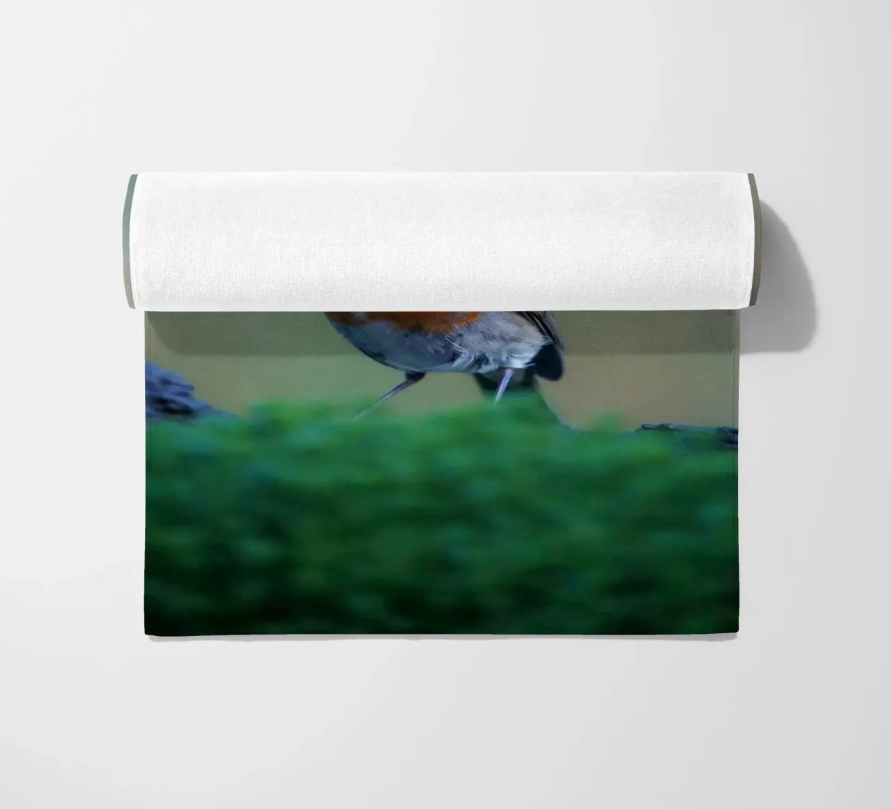 Robin telo mare da Tom's Wildlife