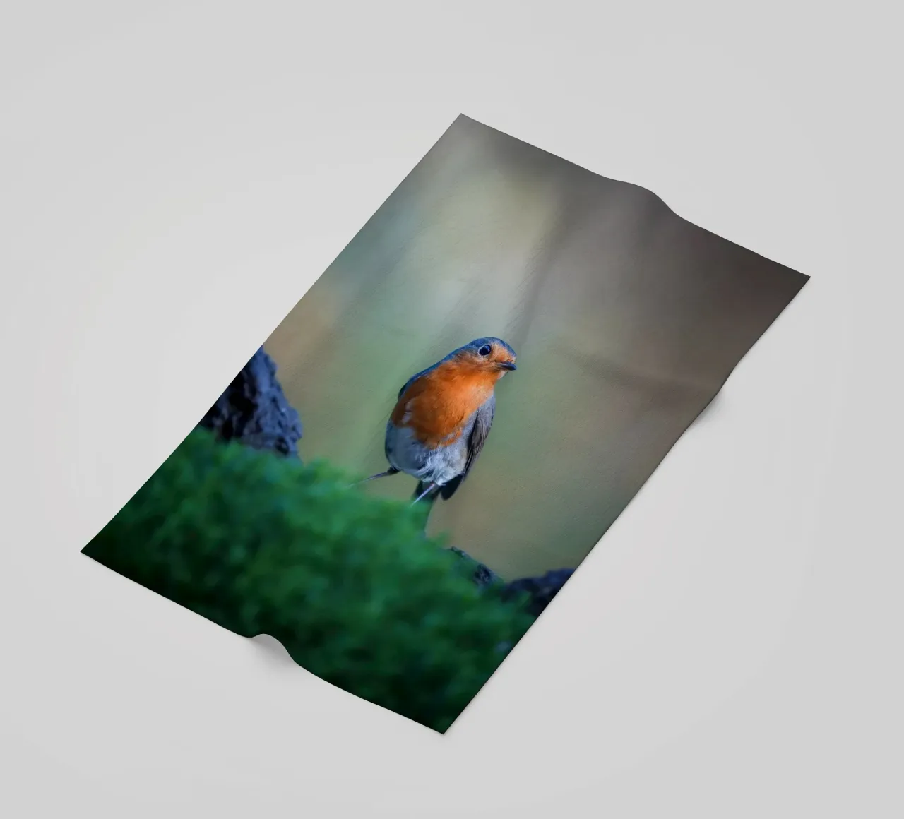 Robin telo mare da Tom's Wildlife