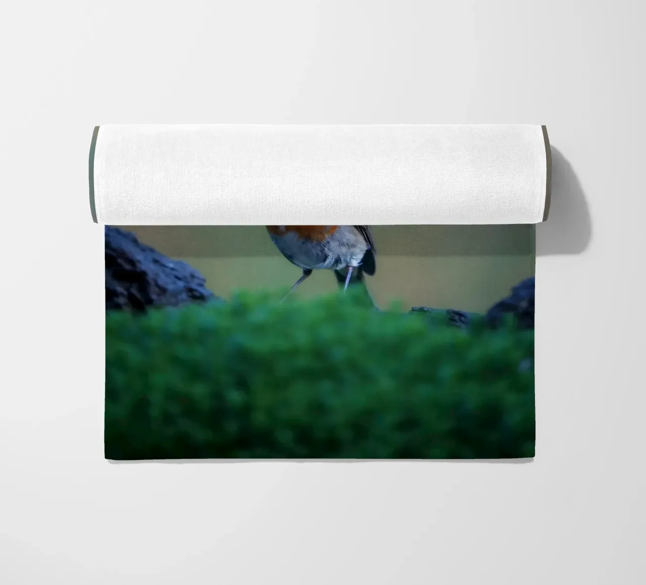 Robin telo mare da Tom's Wildlife