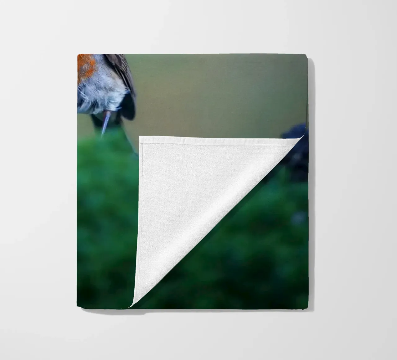 Robin telo mare da Tom's Wildlife