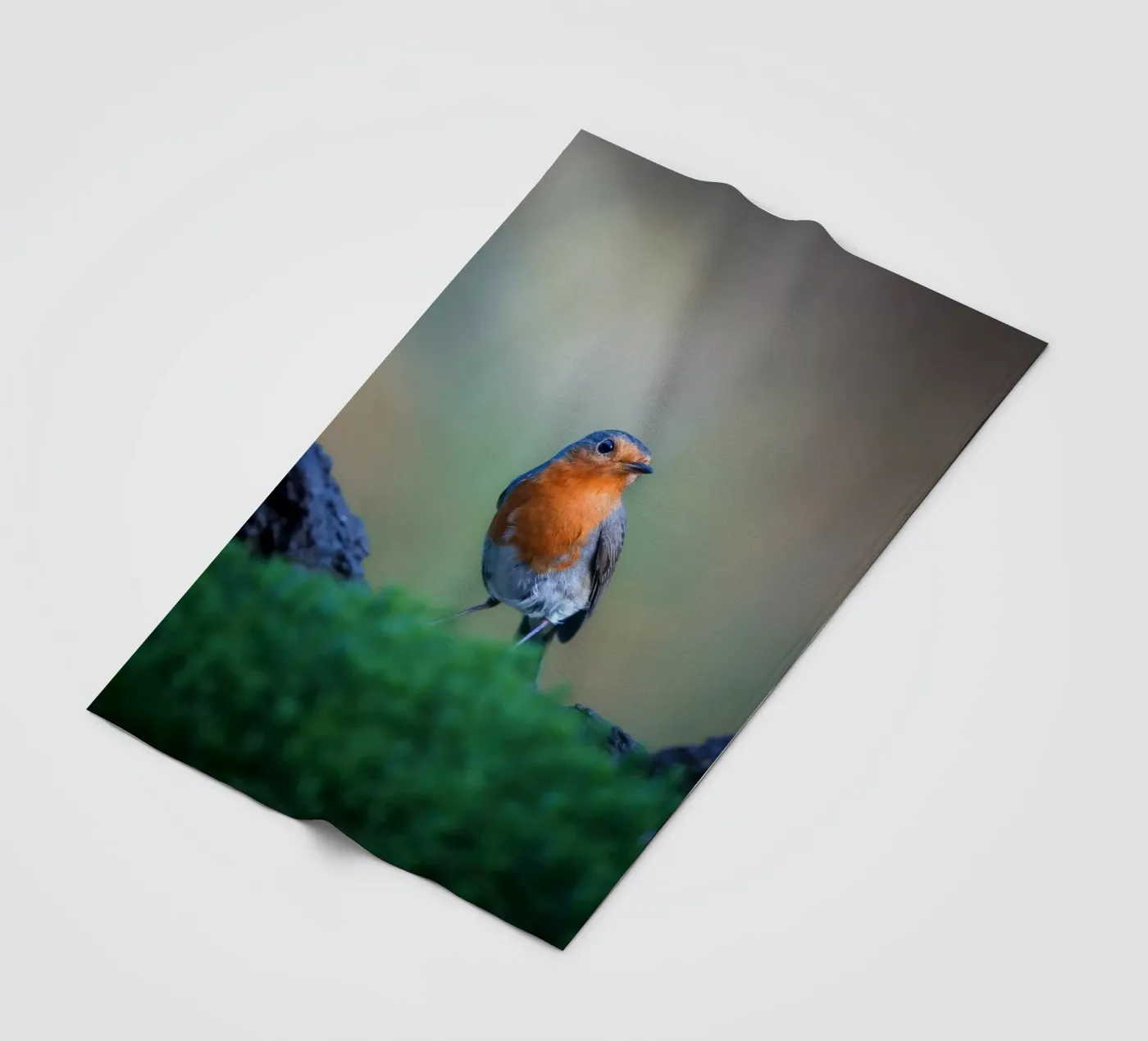 Robin fleece blanket by Tom's Wildlife