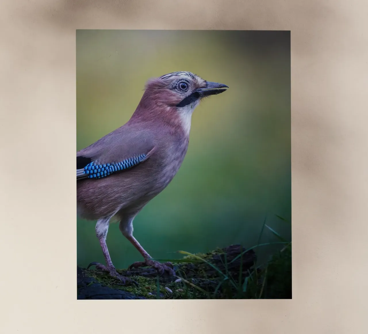 Jay pellicola backlit da Tom's Wildlife