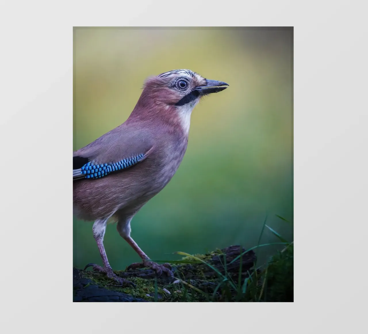 Jay Fototapete von Tom's Wildlife