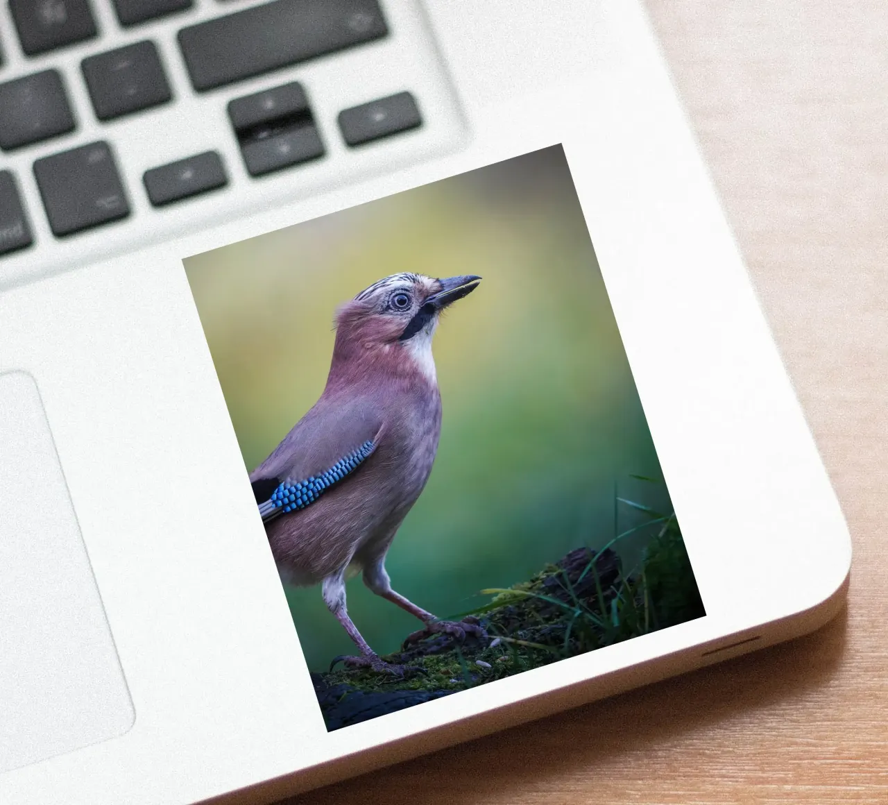 Jay sticker by Tom's Wildlife