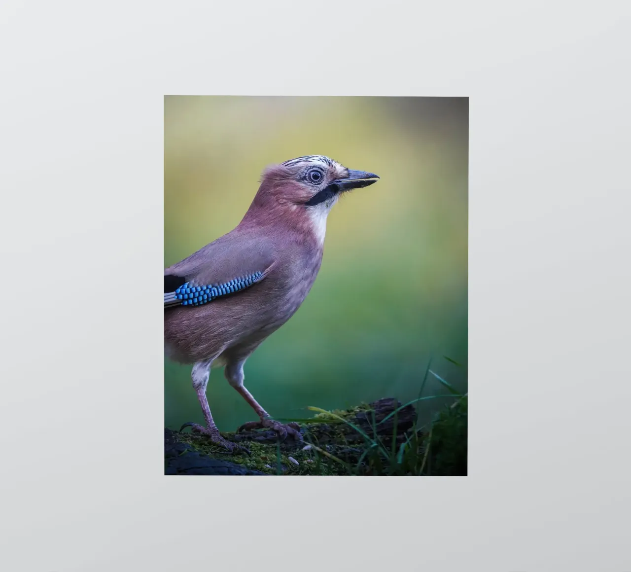 Jay sticker by Tom's Wildlife