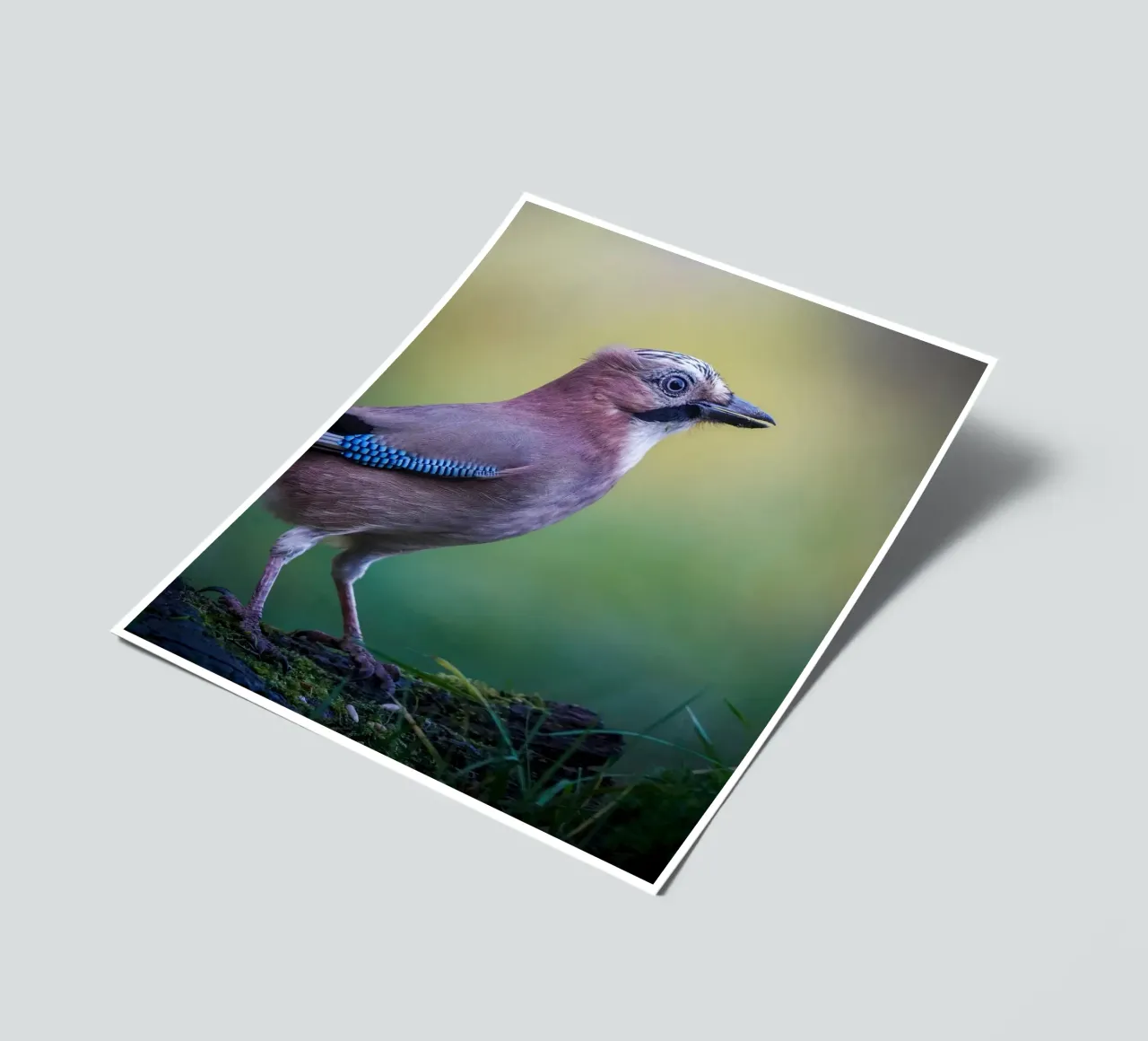 Jay sticker sheet by Tom's Wildlife