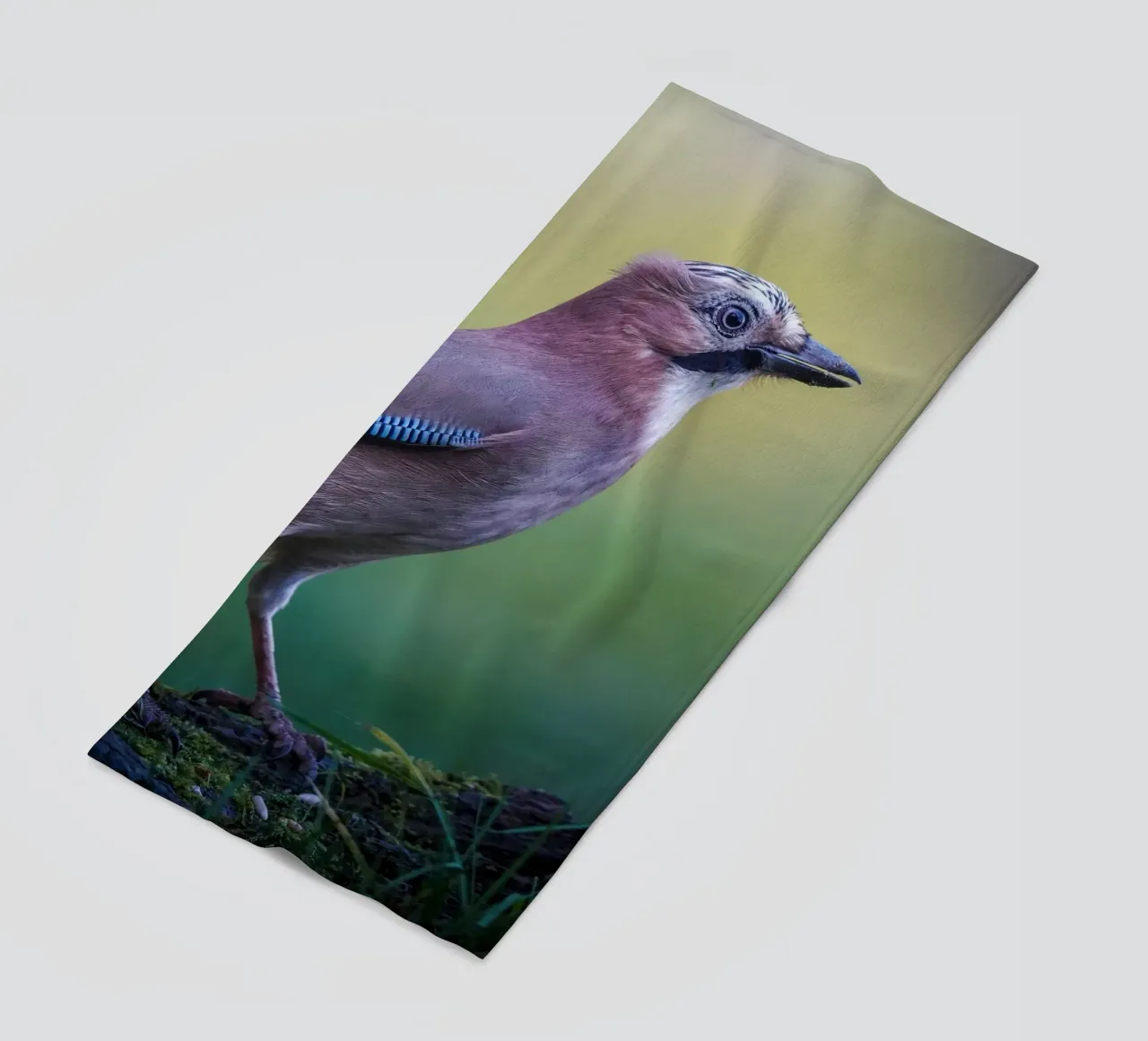 Jay telo mare da Tom's Wildlife