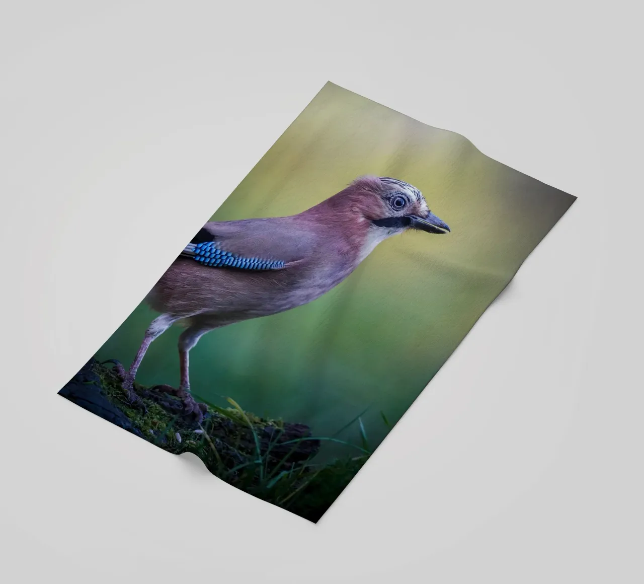 Jay telo mare da Tom's Wildlife