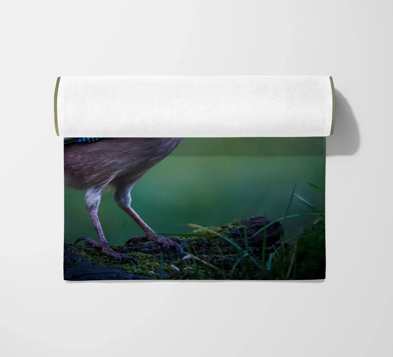 Jay telo mare da Tom's Wildlife