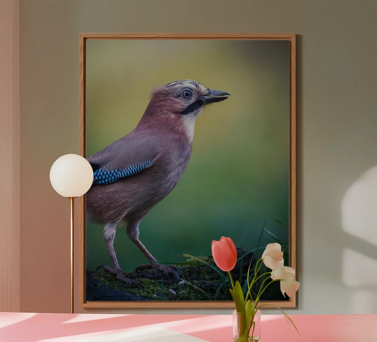 Jay pannello forex da Tom's Wildlife