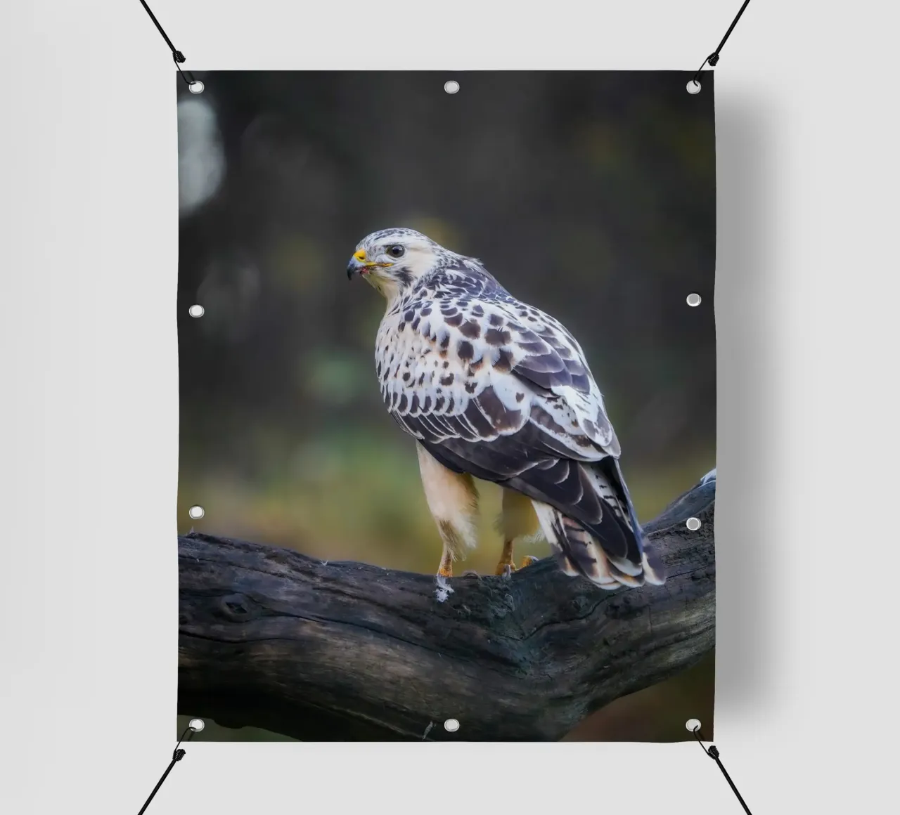 Common buzzard bâche pvc de Tom's Wildlife