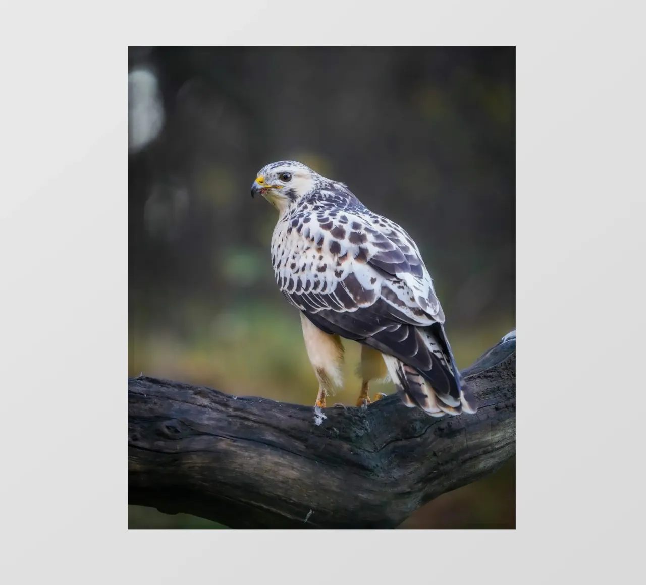 Common buzzard bâche pvc de Tom's Wildlife