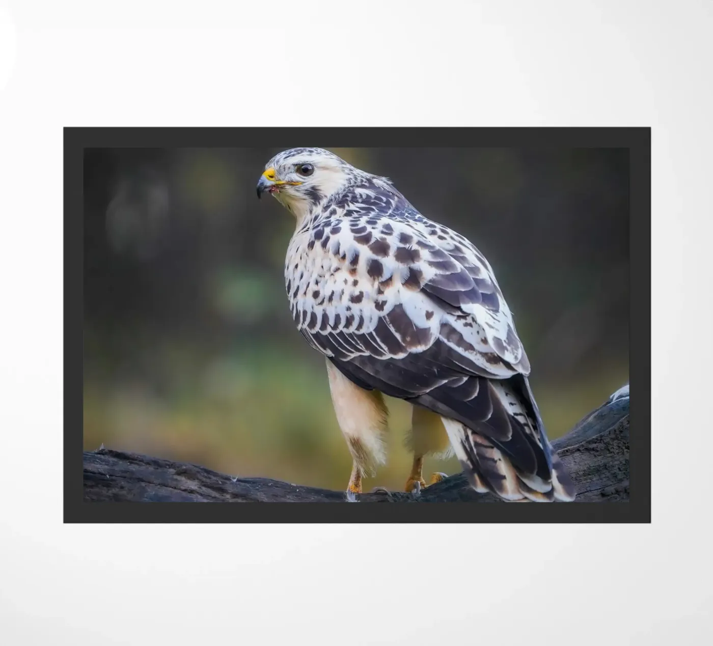 Common buzzard Fußmatte von Tom's Wildlife