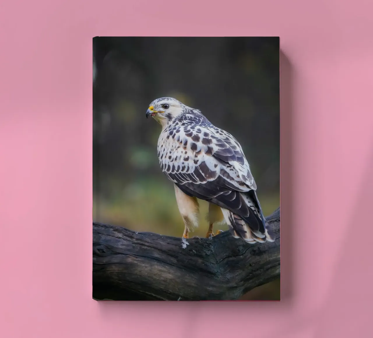 Buse variable carnet de notes de Tom's Wildlife